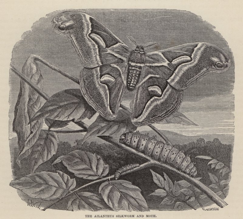 Der Ailanthus-Seidenwurm und die Motte (Stich) von Friedrich Specht