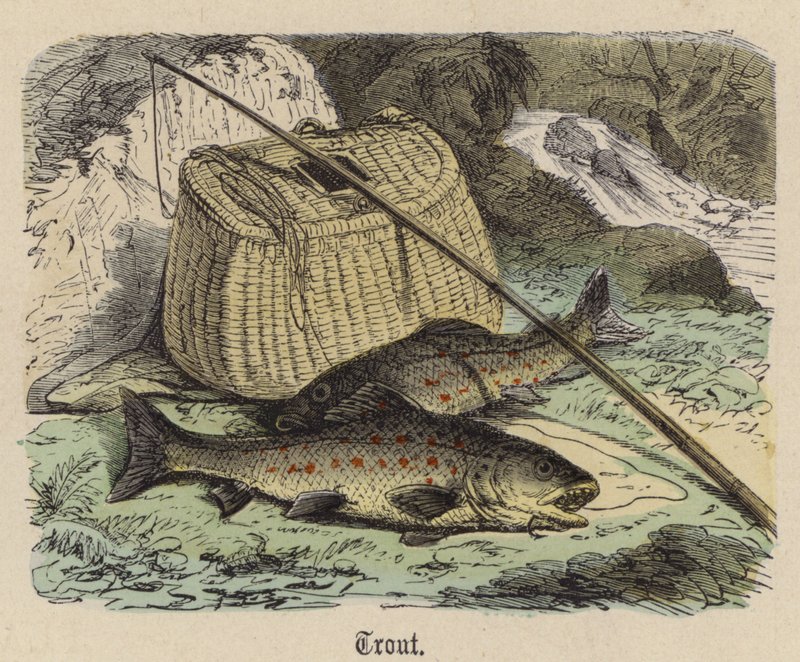 Forelle (kolorierte Gravur) von Friedrich Specht