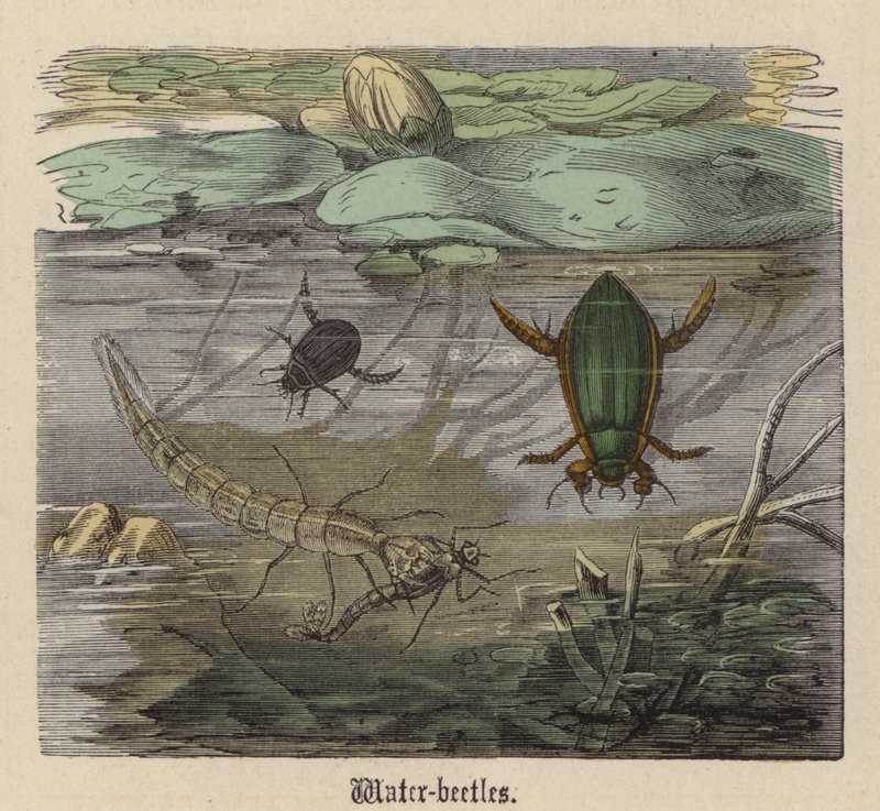 Wasser-Käfer von Friedrich Specht