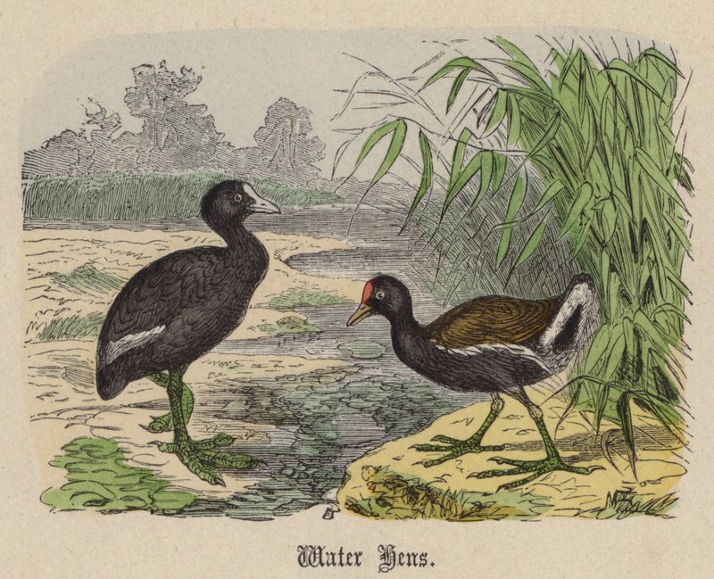 Wasserhühner (kolorierte Gravur) von Friedrich Specht
