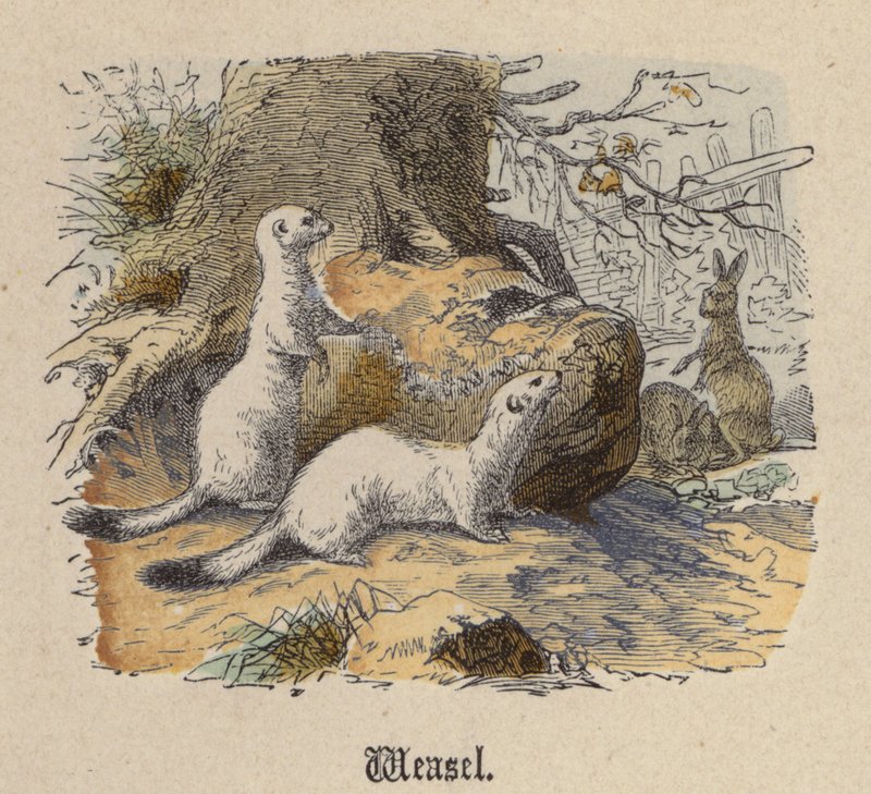 Wiesel von Friedrich Specht