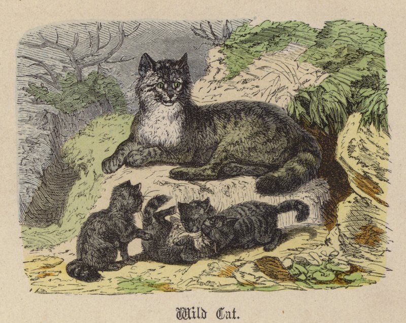 Wildkatze von Friedrich Specht