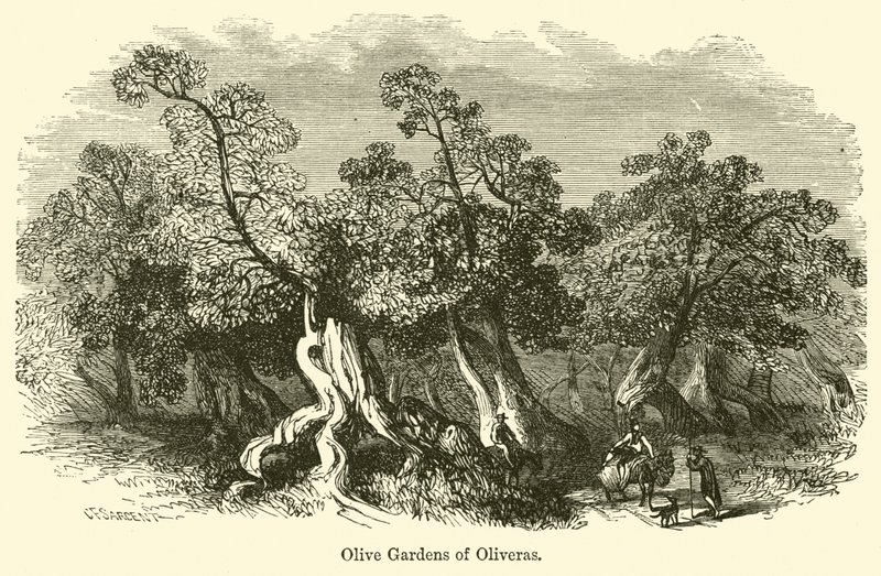 Olivenhaine von Oliveras von G. F. Sargent