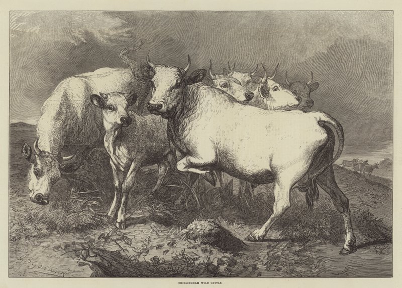 Chillingham-Wildrinder von George Bouverie Goddard