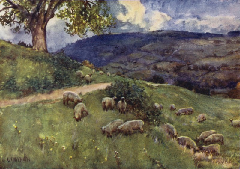 Eine Cotswold-Schafweide von George Franck Nicholls