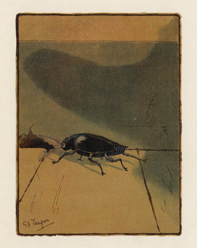 Der Käfer von George Henry Thompson