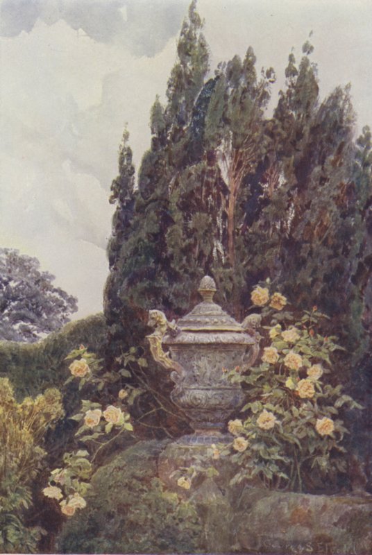 Gloire de Dijon, Penshurst von George Samuel Elgood