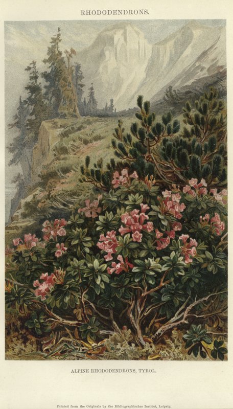 Alpine Rhododendren von German School