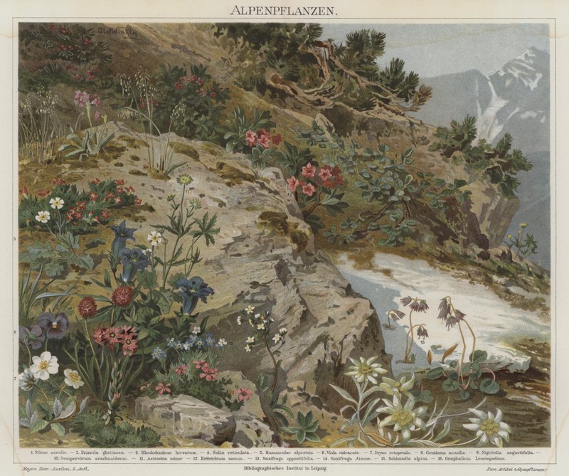 Alpine Pflanzen von German School