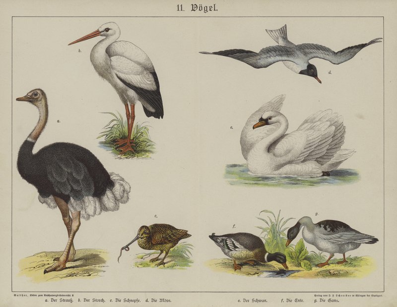 Tiere von German School
