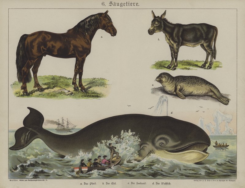 Tiere von German School