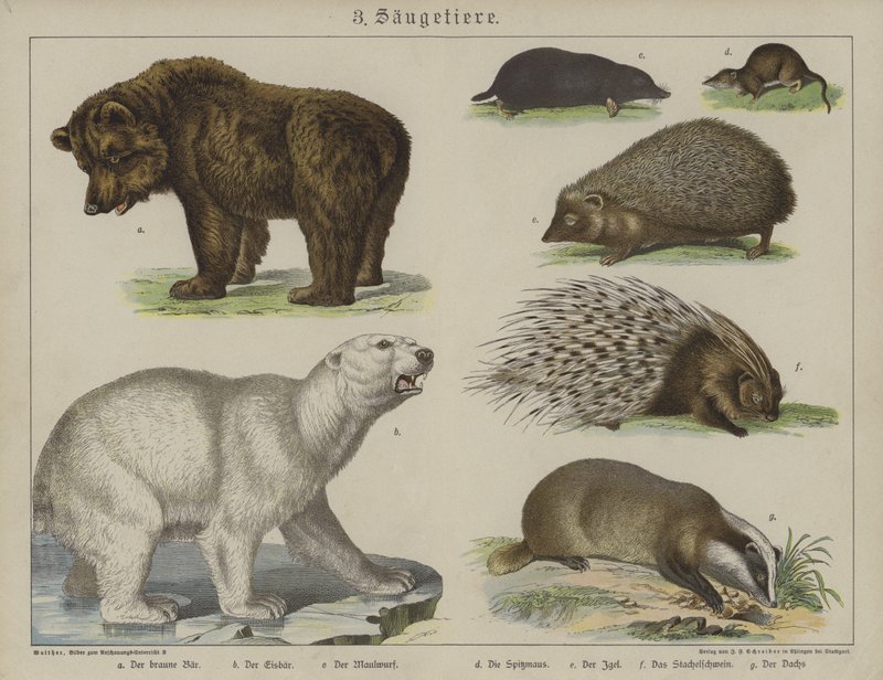 Tiere von German School
