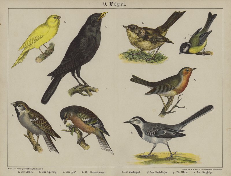 Tiere von German School