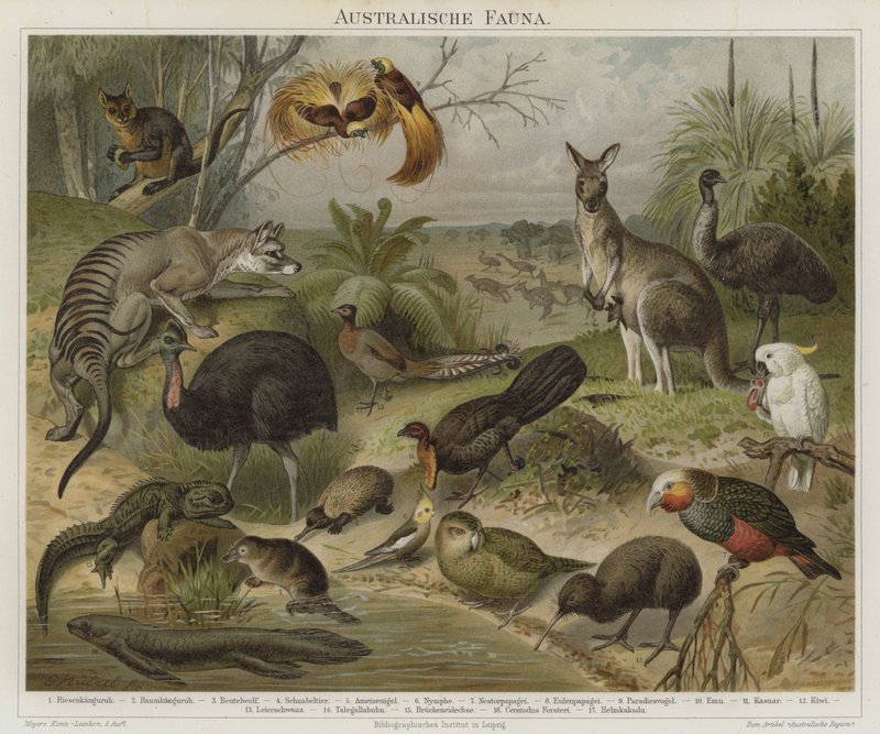 Australische Fauna von German School