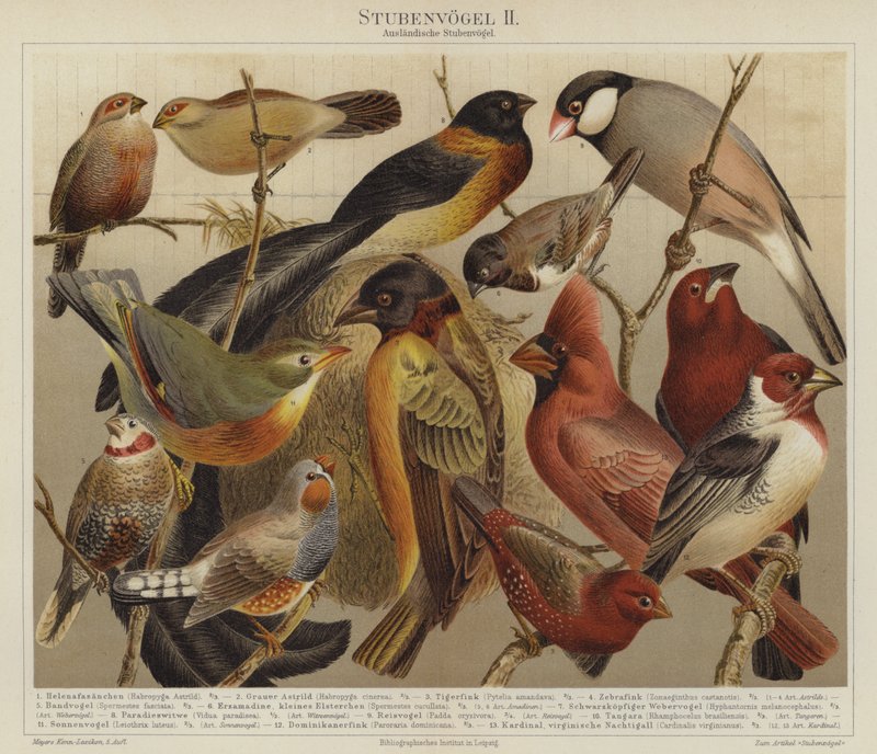 Vögel von German School