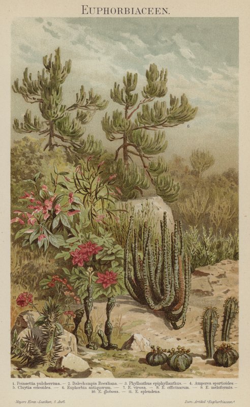 Euphorbien (Farblithografie) von German School