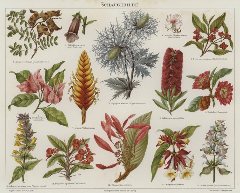 Blumen von German School