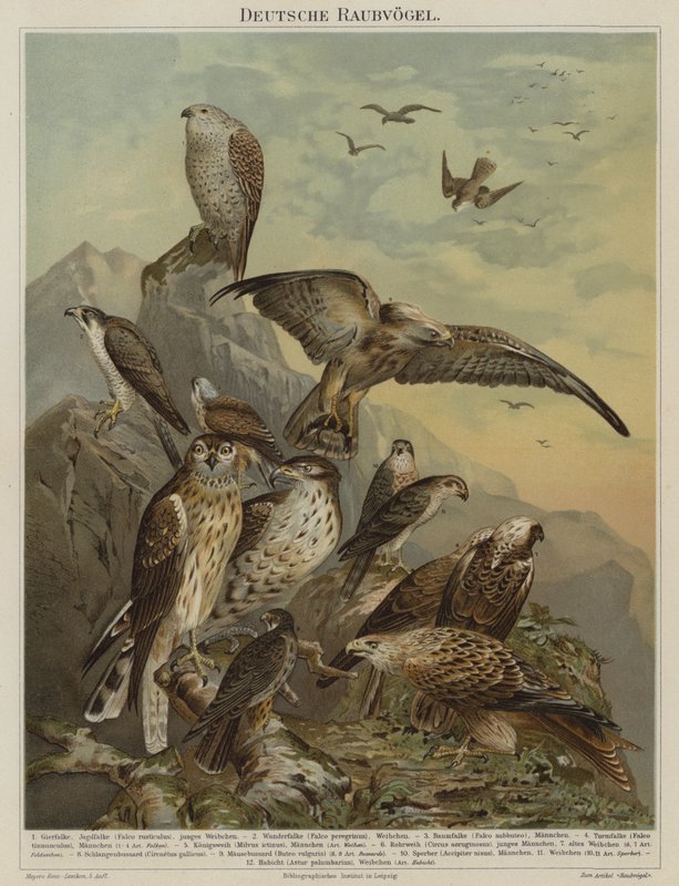 Deutsche Raubvögel von German School
