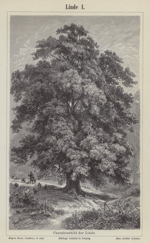 Lindenbaum (Gravur) von German School