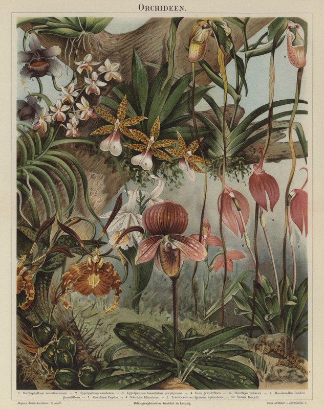Orchideen von German School