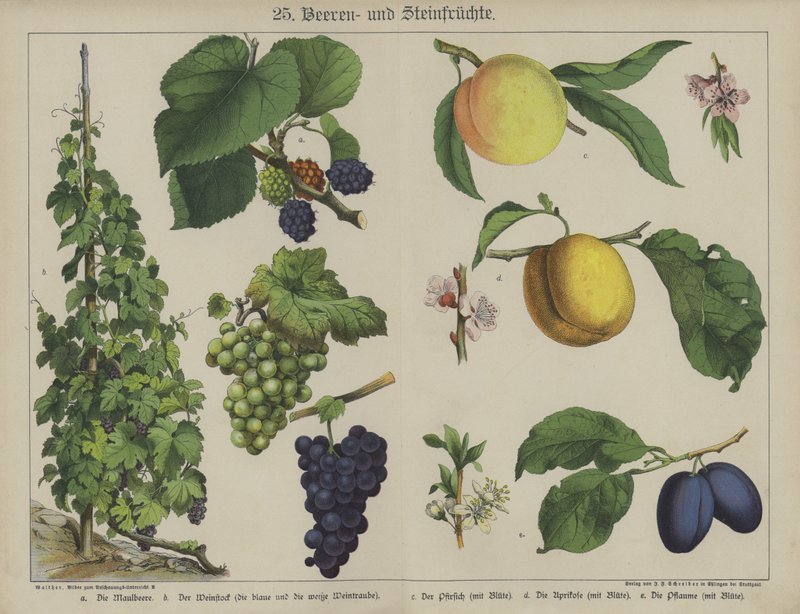 Pflanzen von German School