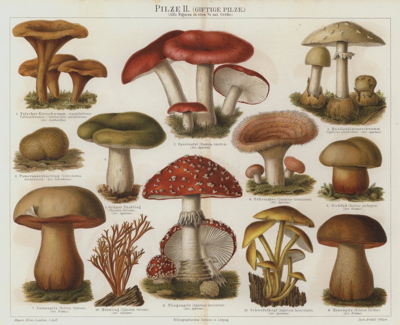 Giftige Pilze von German School