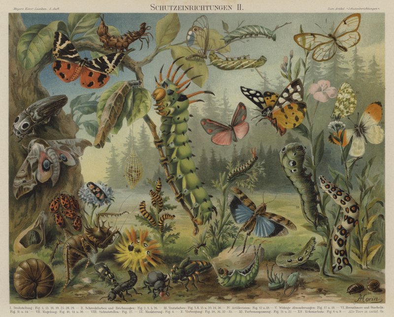 Selbstverteidigungsmechanismen bei Insekten von German School