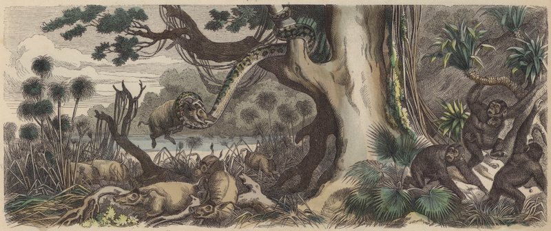 Die Küste von Guinea von German School