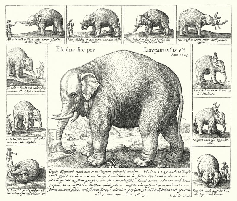 Der fügsame Elefant (Gravur) von German School