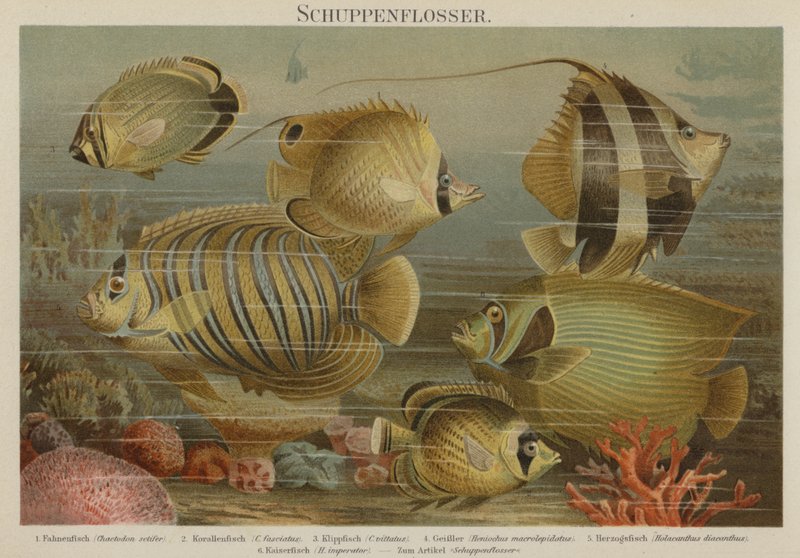 Tropische Meeresfische von German School
