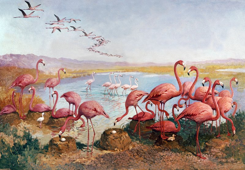 Rosa Flamingos von Gerritt Vandersyde