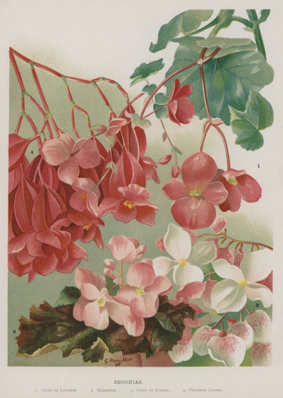 Begonien von Gertrude Hamilton