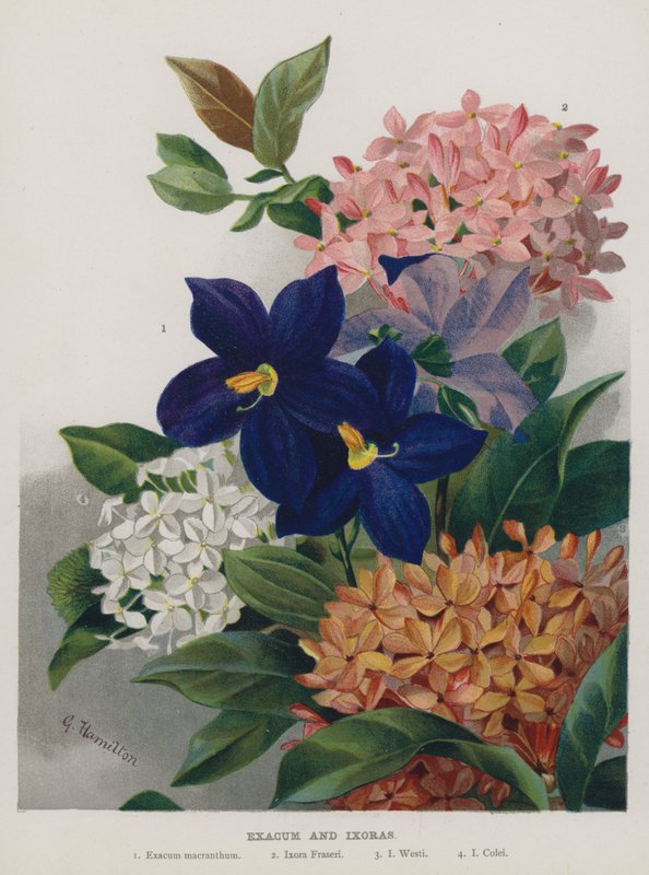 Exacum und Ixoras von Gertrude Hamilton