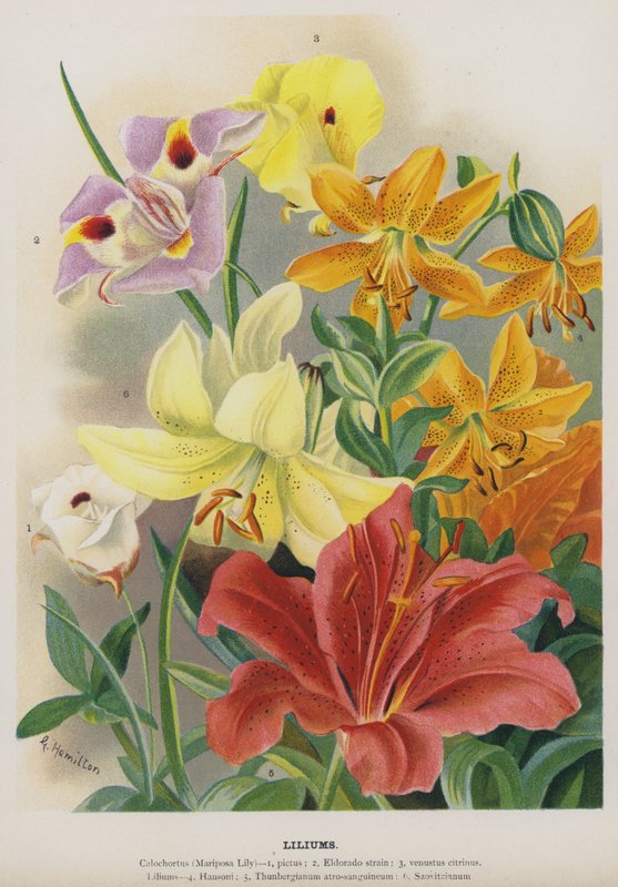 Lilien von Gertrude Hamilton