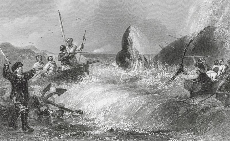 Der Wal an Land (Gravur) von H. Melville