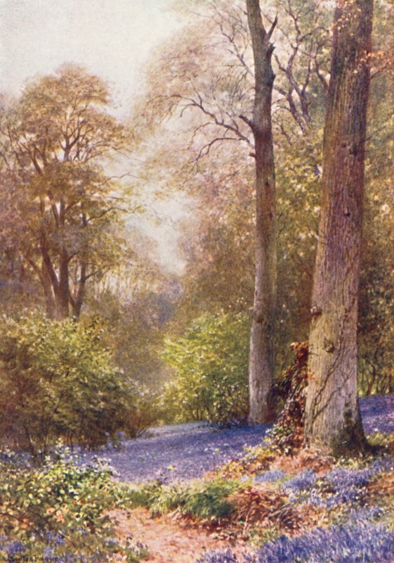 Blaue Glockenblumen, Ripley von Harold Sutton Palmer