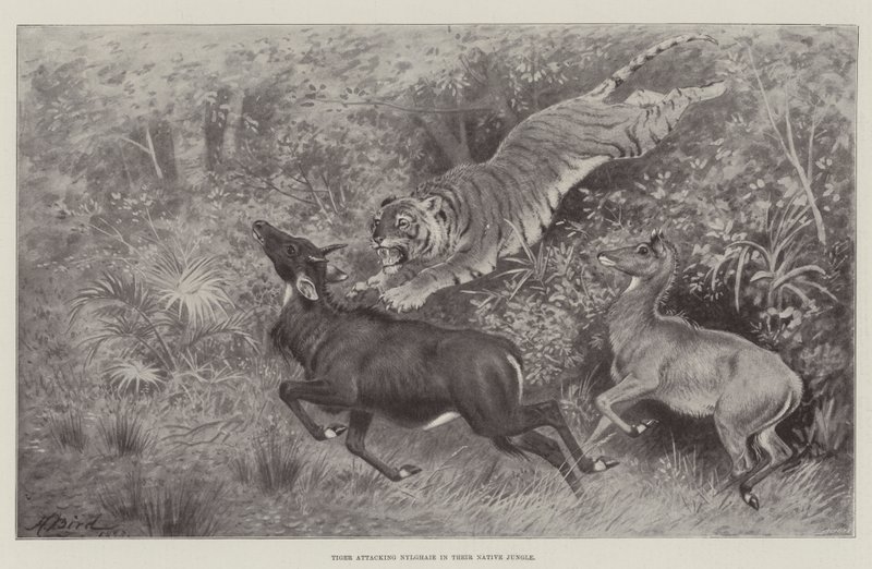 Tiger greift Nylghaie in ihrem heimischen Dschungel an von Harrington Bird