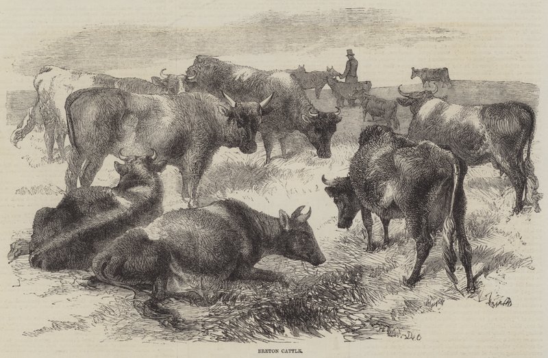 Bretonisches Vieh von Harrison William Weir