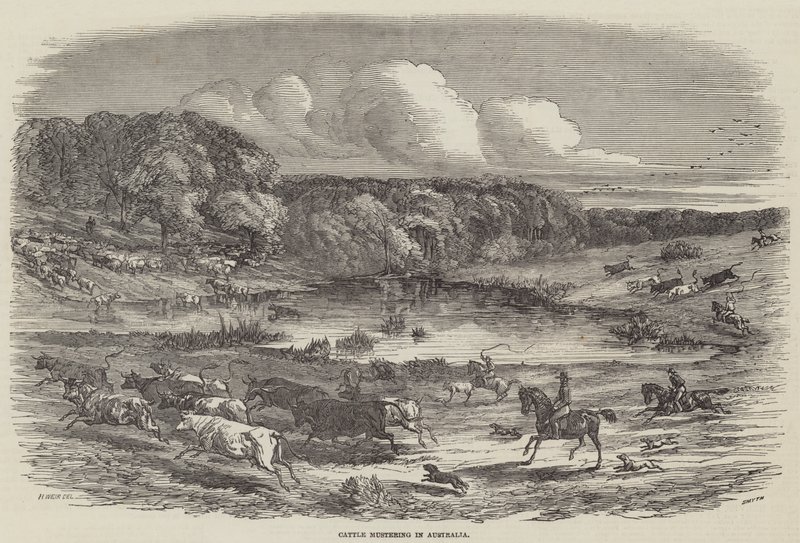 Viehtrieb in Australien von Harrison William Weir