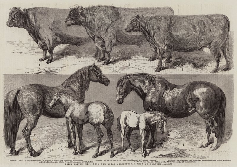 Preisrinder usw., von der Königlichen Landwirtschaftsausstellung in Warwick von Harrison William Weir