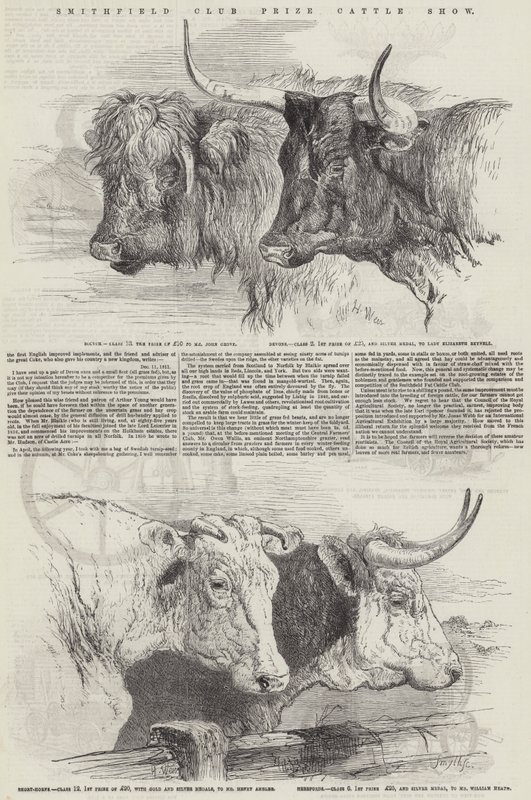 Smithfield Club Preis-Rinderschau von Harrison William Weir