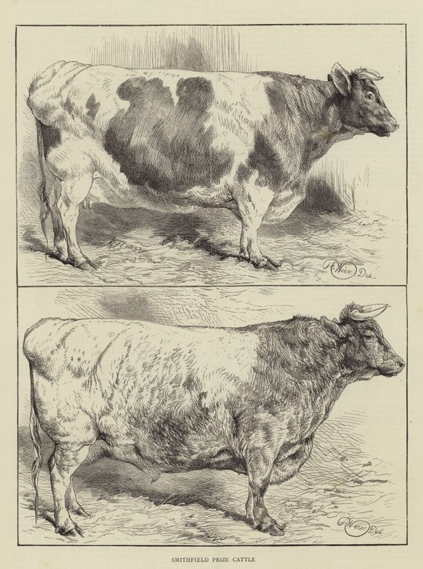 Smithfield-Preisvieh von Harrison William Weir