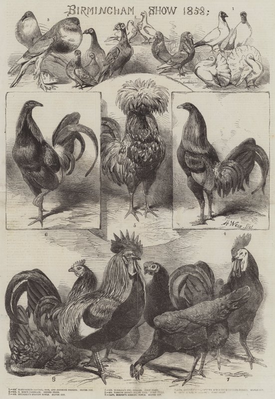 Birmingham Show 1858 von Harrison William Weir
