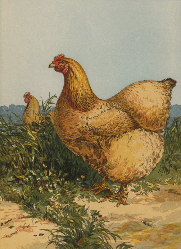 Buff Cochin Henne (Chromolithografie) von Harrison William Weir