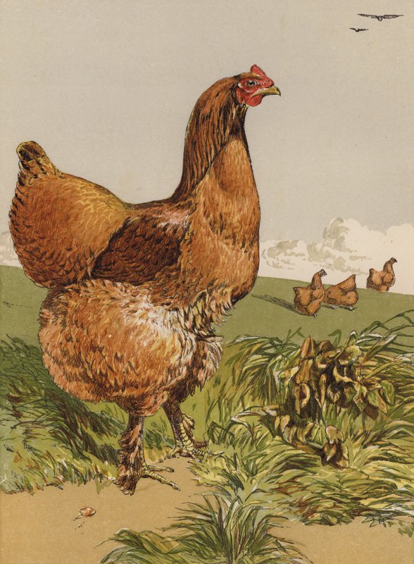 Zimt-Cochin-Henne von Harrison William Weir