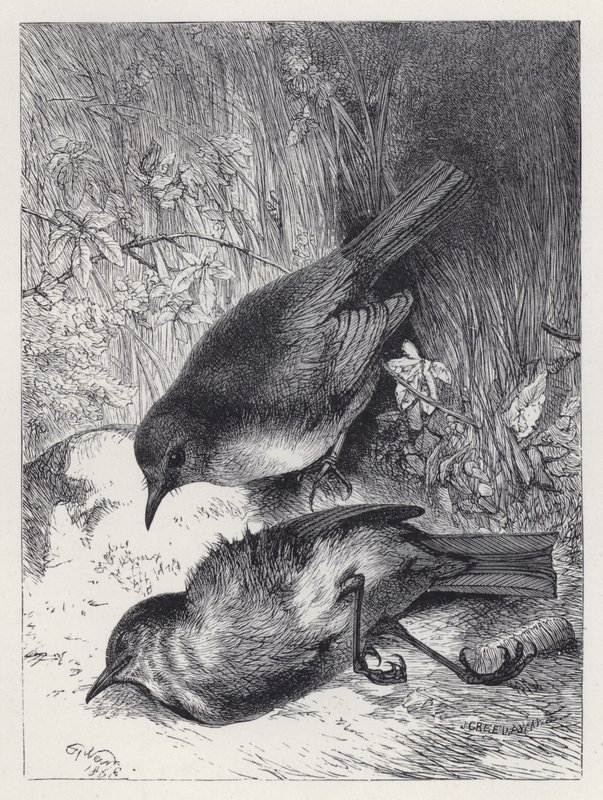 Tod von Robins Gefährtin (Stich) von Harrison William Weir