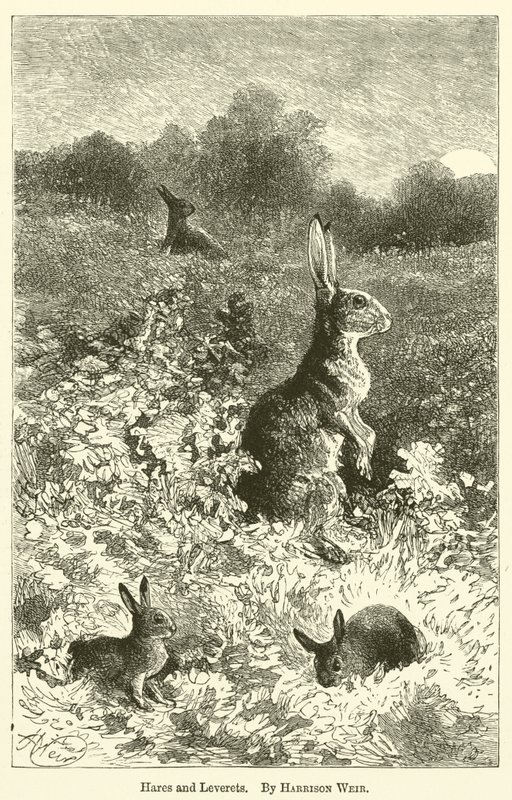 Hasen und Junghasen von Harrison William Weir