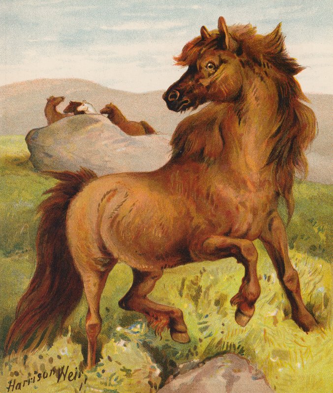 Shetlandponys (Farblithografie) von Harrison William Weir