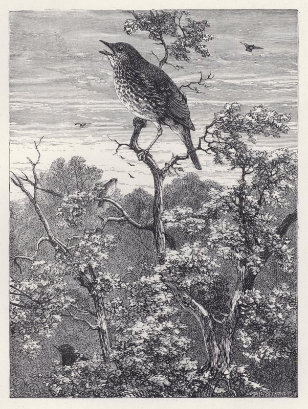 Das Konzert der Vögel von Harrison William Weir