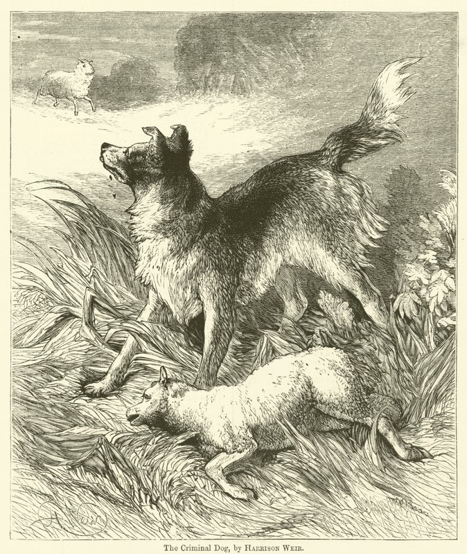 Der kriminelle Hund von Harrison William Weir
